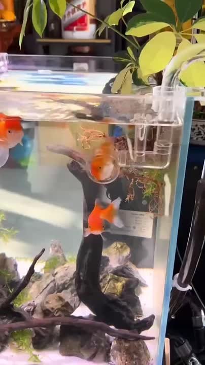 17 дней до Нового года — и вот мы, как эта рыбка, попали в водоворот предпраздничной суеты