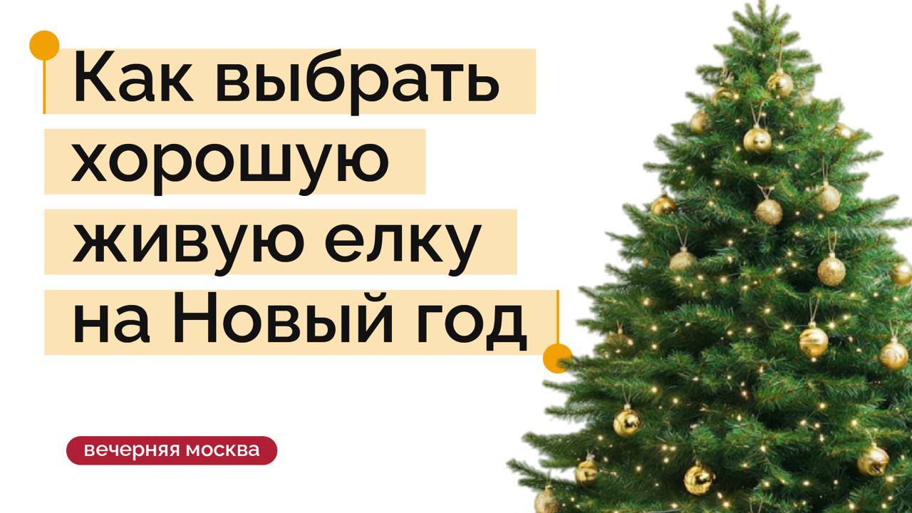 Ёлка — один из главных атрибутов Нового года и праздничного настроения