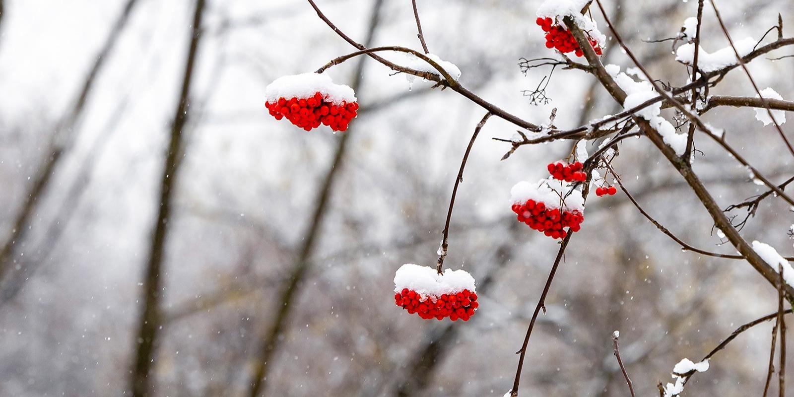 В ближайшие дни в Москве будет облачно и без существенных осадков