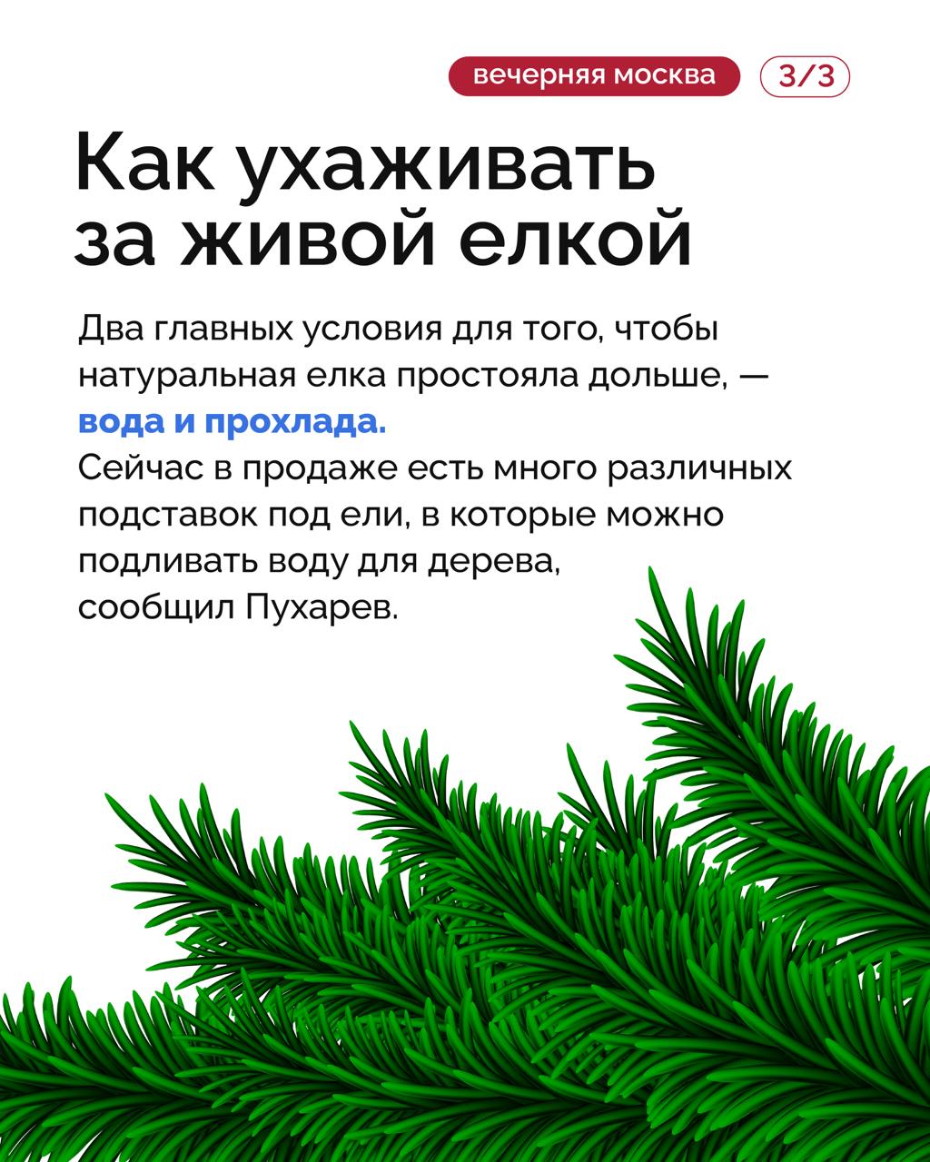 Ёлка — один из главных атрибутов Нового года и праздничного настроения Ёлка — один из главных атрибутов Нового года и праздничного настроения