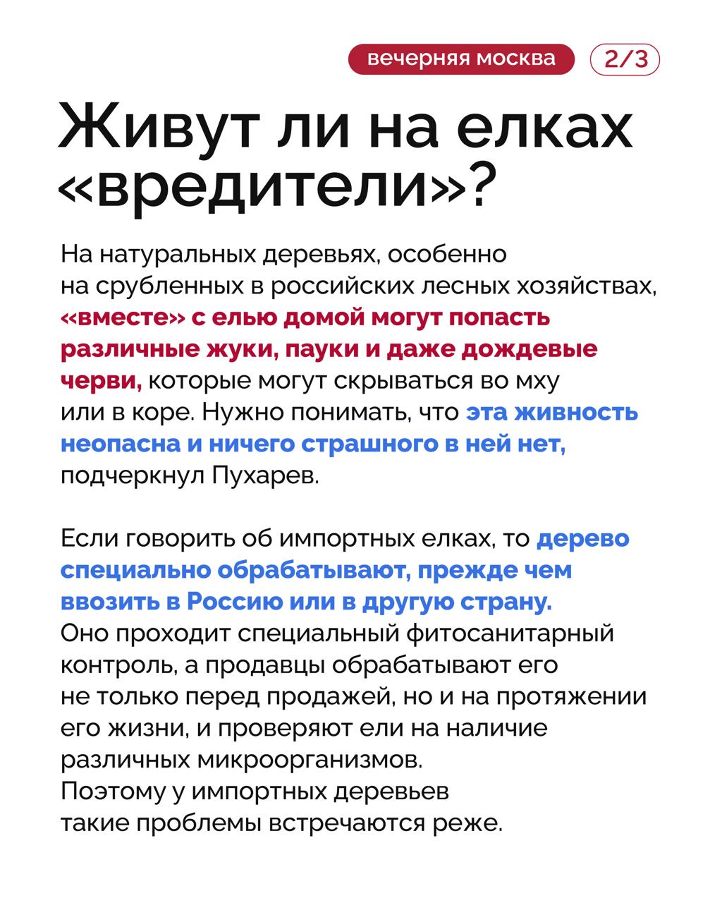 Ёлка — один из главных атрибутов Нового года и праздничного настроения Ёлка — один из главных атрибутов Нового года и праздничного настроения