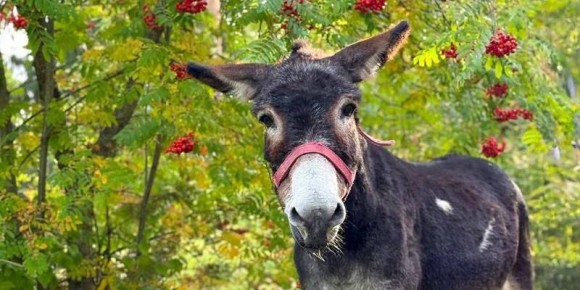 В Московском зоопарке поселился новый обитатель — ослик Жорик