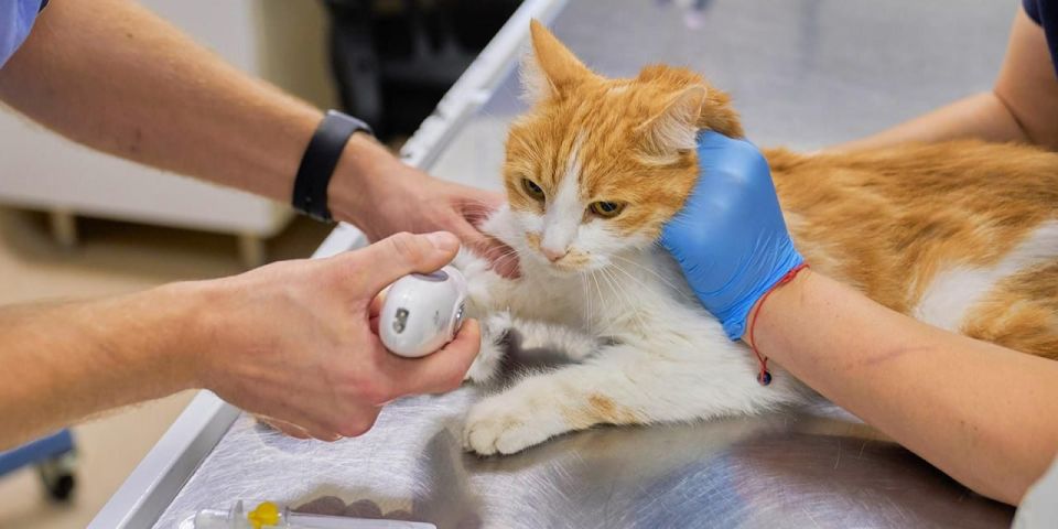 ������-������ � ���������� �� mos.ru �������� ��� ���� ���. �� ��� ����� �������� ��������������� ����� �������� ���, � � 2025 ���� ����� �� ���� ����� �� 30%