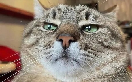 ������� ����� �������� ���� ��������� ��-�� ������� 19-������� ����