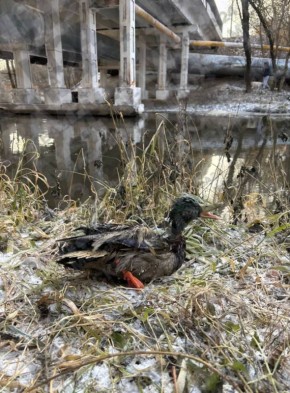 Экологическая катастрофа на реке Яуза — здесь выявлено серьёзное загрязнение воды