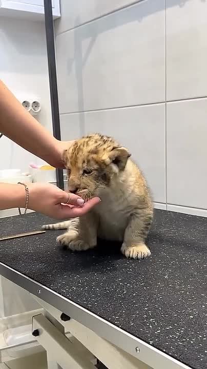 Росприроднадзор обратился в полицию из-за видео со львёнком в груминг-салоне в Петербурге