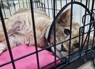 ������������� ������� ������ �� �������-�����������