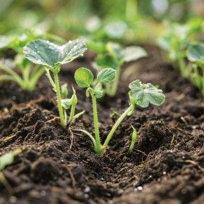 ��� ������ �������� ������� � �������� ������ ������: ������� ���������