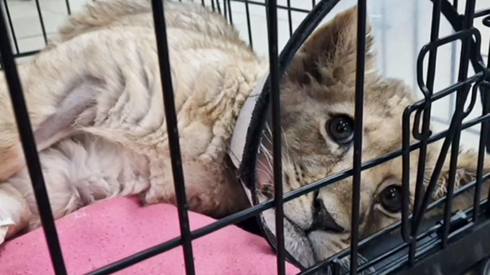 ����������� ������ �������, ������� ��������� ������� ��� � "������-����"