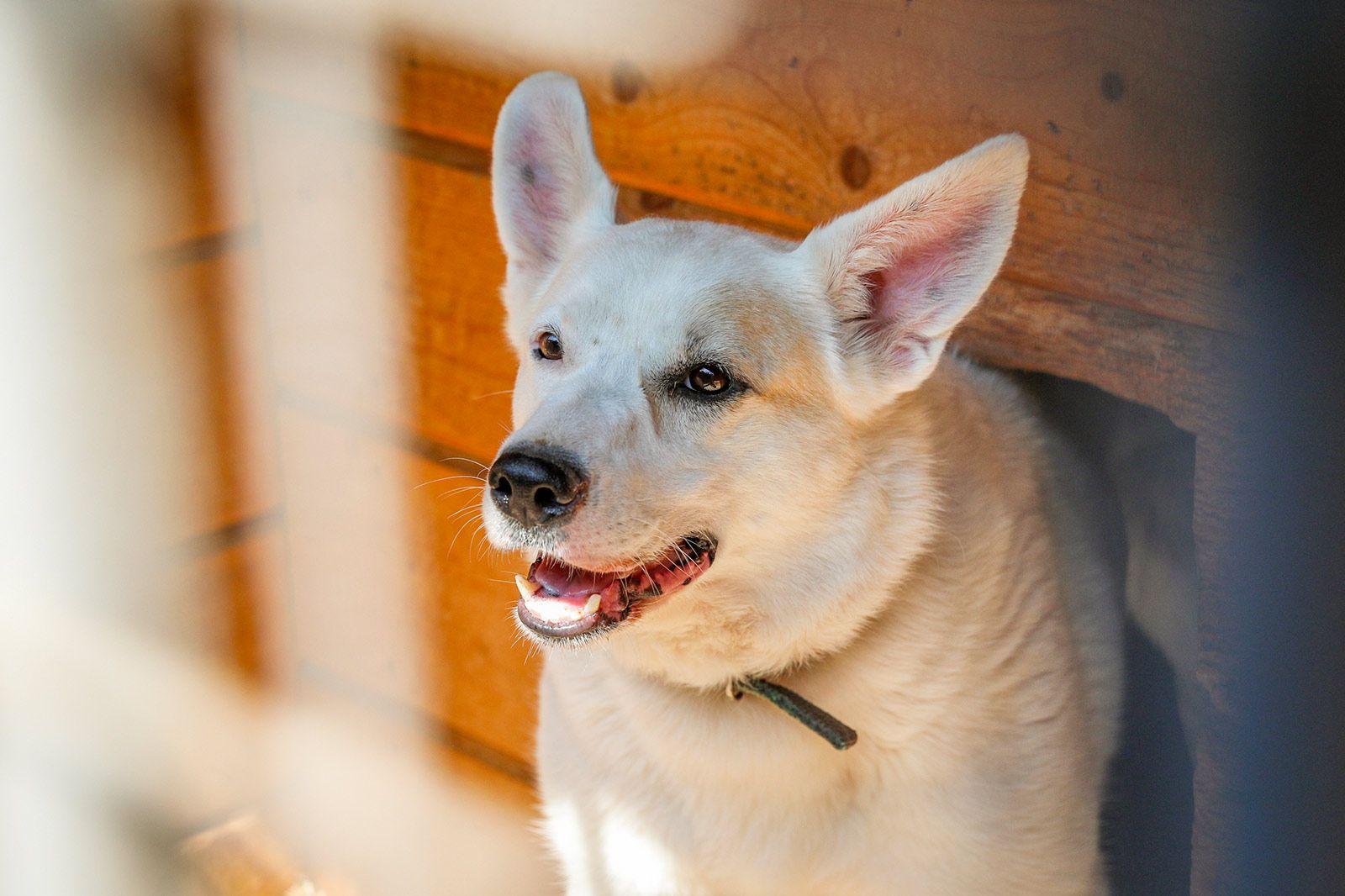 Длинные выходные — лучшее время для того, чтобы взять животное из приюта, ведь у него будет время адаптироваться в новом доме Длинные выходные — лучшее время для того, чтобы взять животное из приюта, ведь у него будет время адаптироваться в новом доме