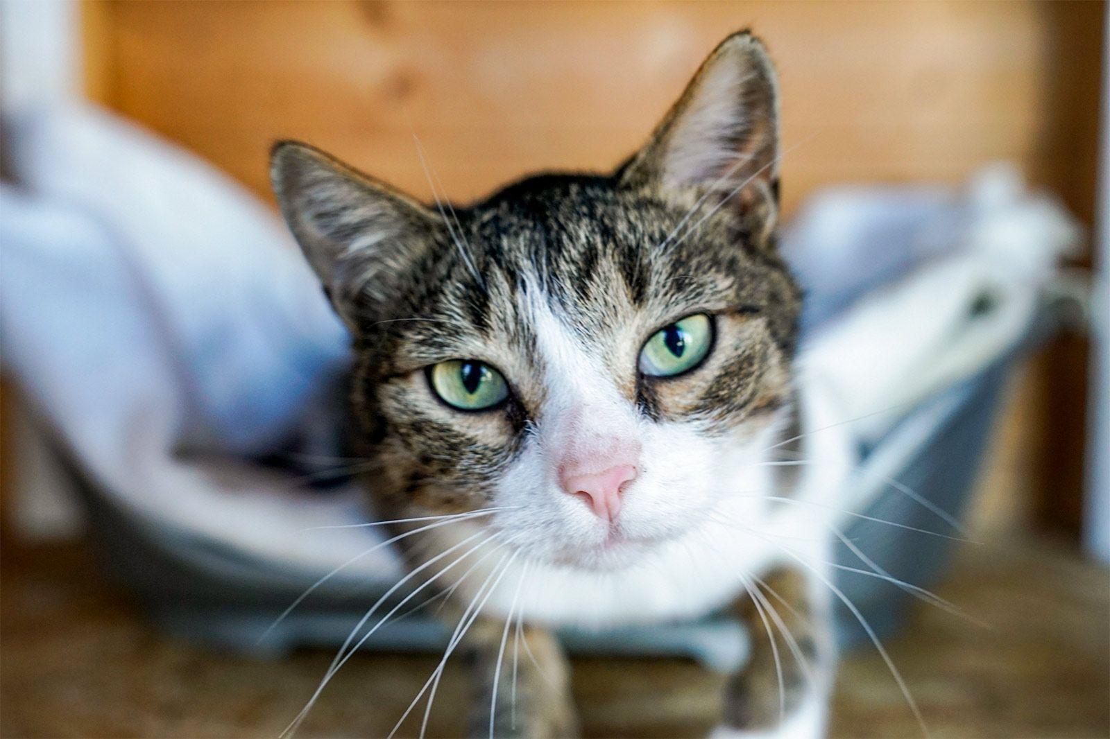 Длинные выходные — лучшее время для того, чтобы взять животное из приюта, ведь у него будет время адаптироваться в новом доме