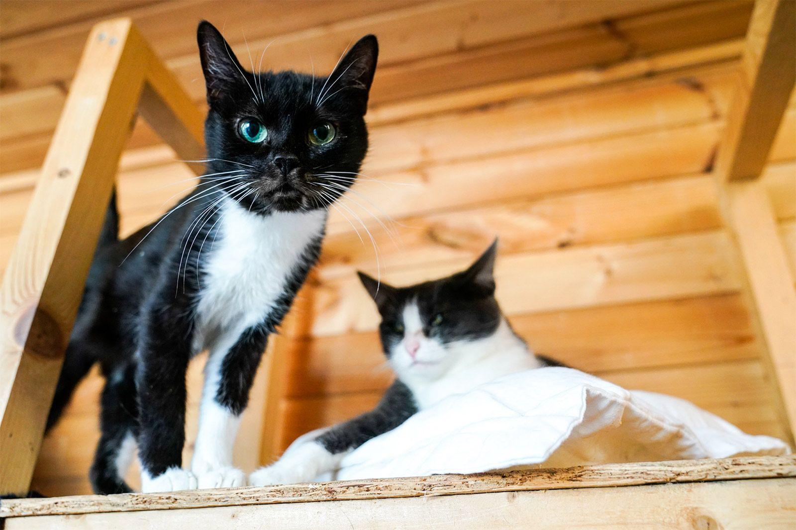 Длинные выходные — лучшее время для того, чтобы взять животное из приюта, ведь у него будет время адаптироваться в новом доме Длинные выходные — лучшее время для того, чтобы взять животное из приюта, ведь у него будет время адаптироваться в новом доме