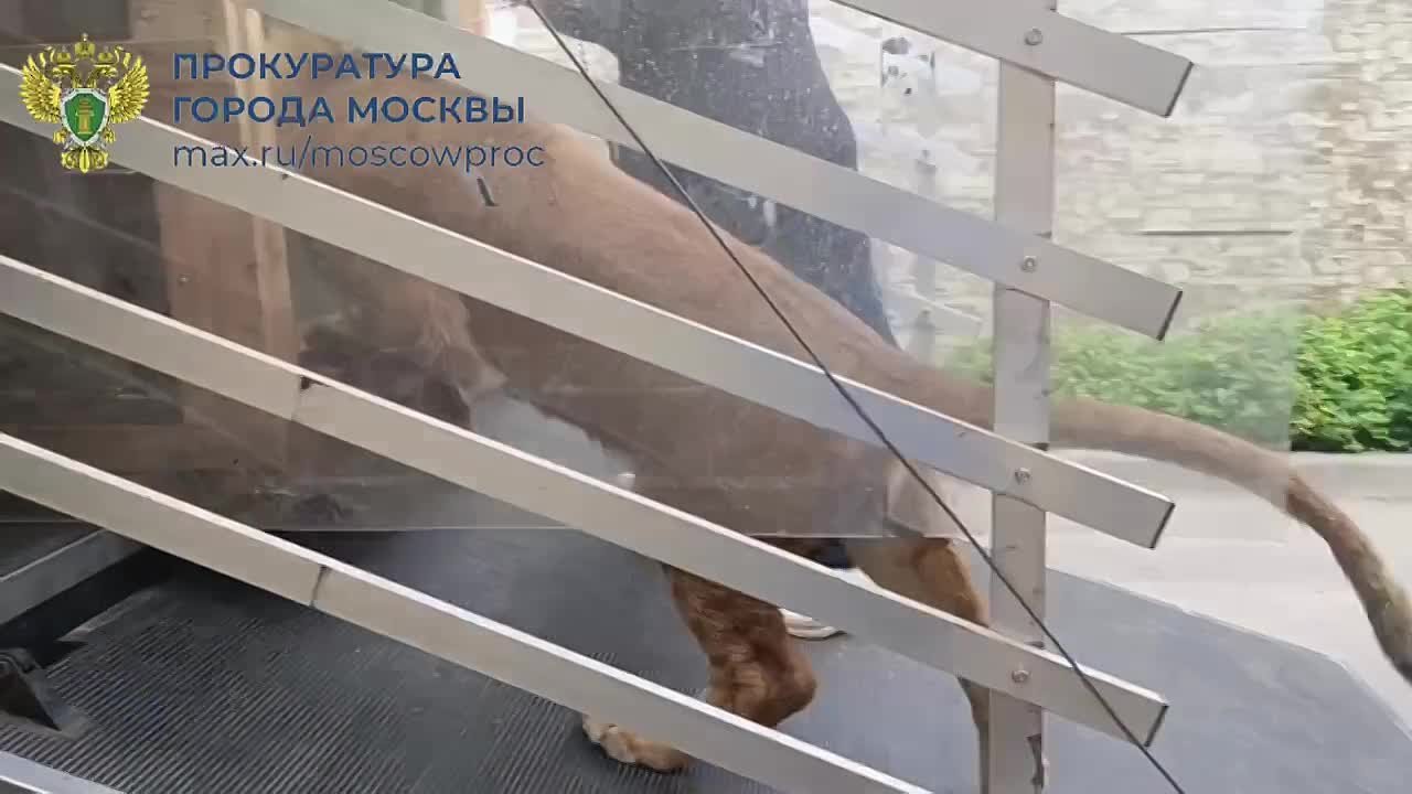 Мы не снимали с контроля ситуацию с львами, которых использовали для коммерческих фотосессий