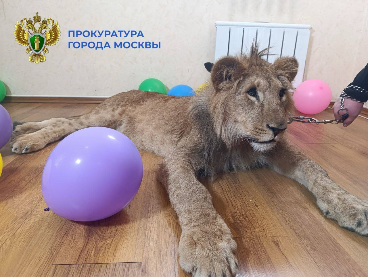 Мы не снимали с контроля ситуацию с львами, которых использовали для коммерческих фотосессий Мы не снимали с контроля ситуацию с львами, которых использовали для коммерческих фотосессий