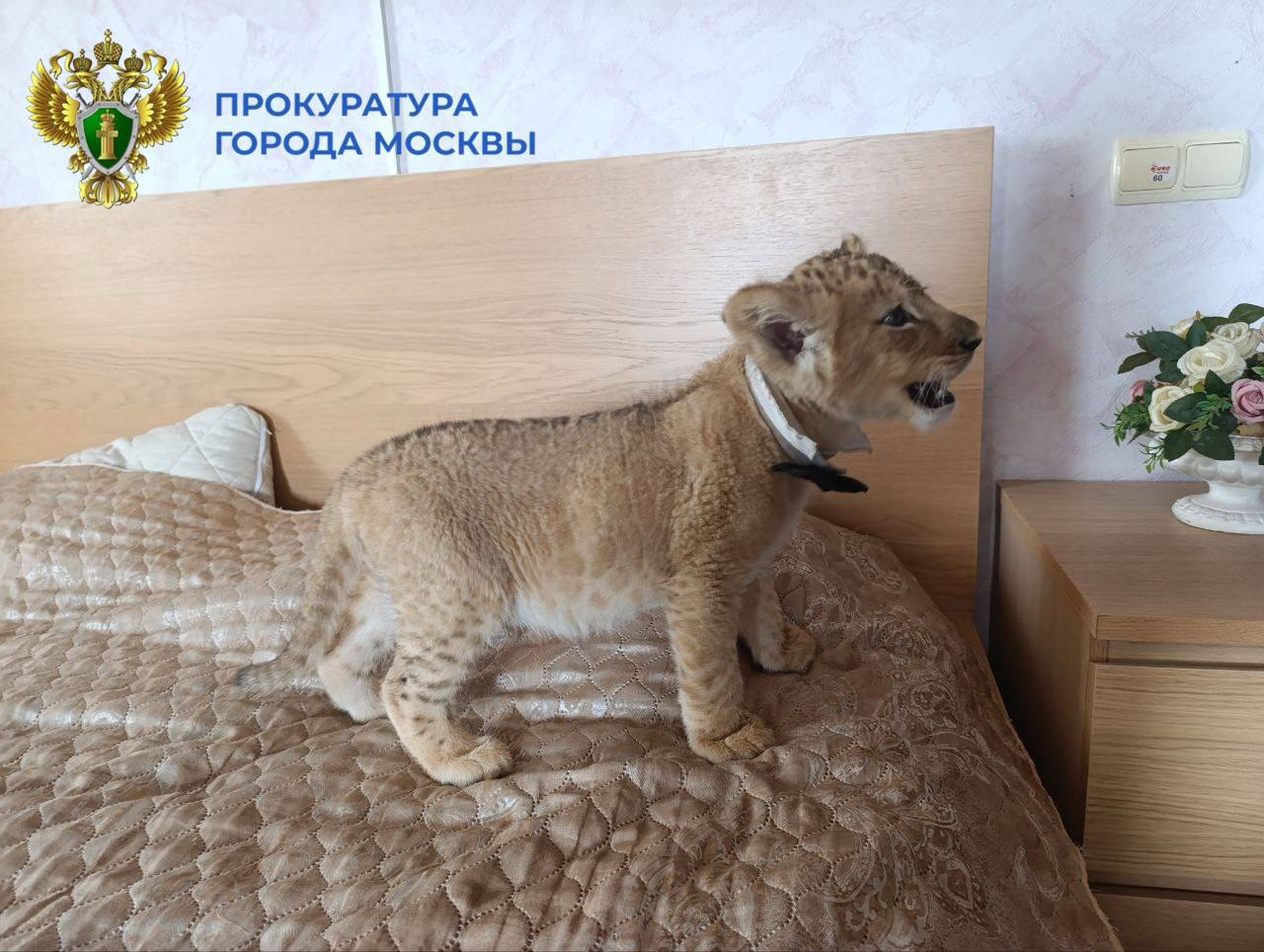 Мы не снимали с контроля ситуацию с львами, которых использовали для коммерческих фотосессий Мы не снимали с контроля ситуацию с львами, которых использовали для коммерческих фотосессий