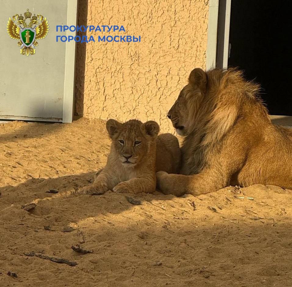 Мы не снимали с контроля ситуацию с львами, которых использовали для коммерческих фотосессий Мы не снимали с контроля ситуацию с львами, которых использовали для коммерческих фотосессий