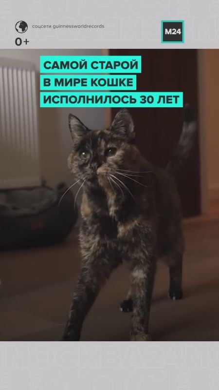 Старейшей в мире кошке исполнилось 30 лет
