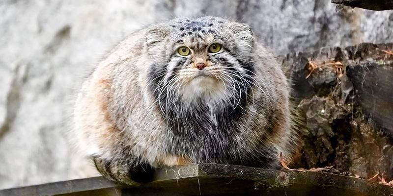 ��� �������� ���� ��������� ����������� ��������? ������ ��������� ������� �����, � ����� �������� ������� ��������� ��������