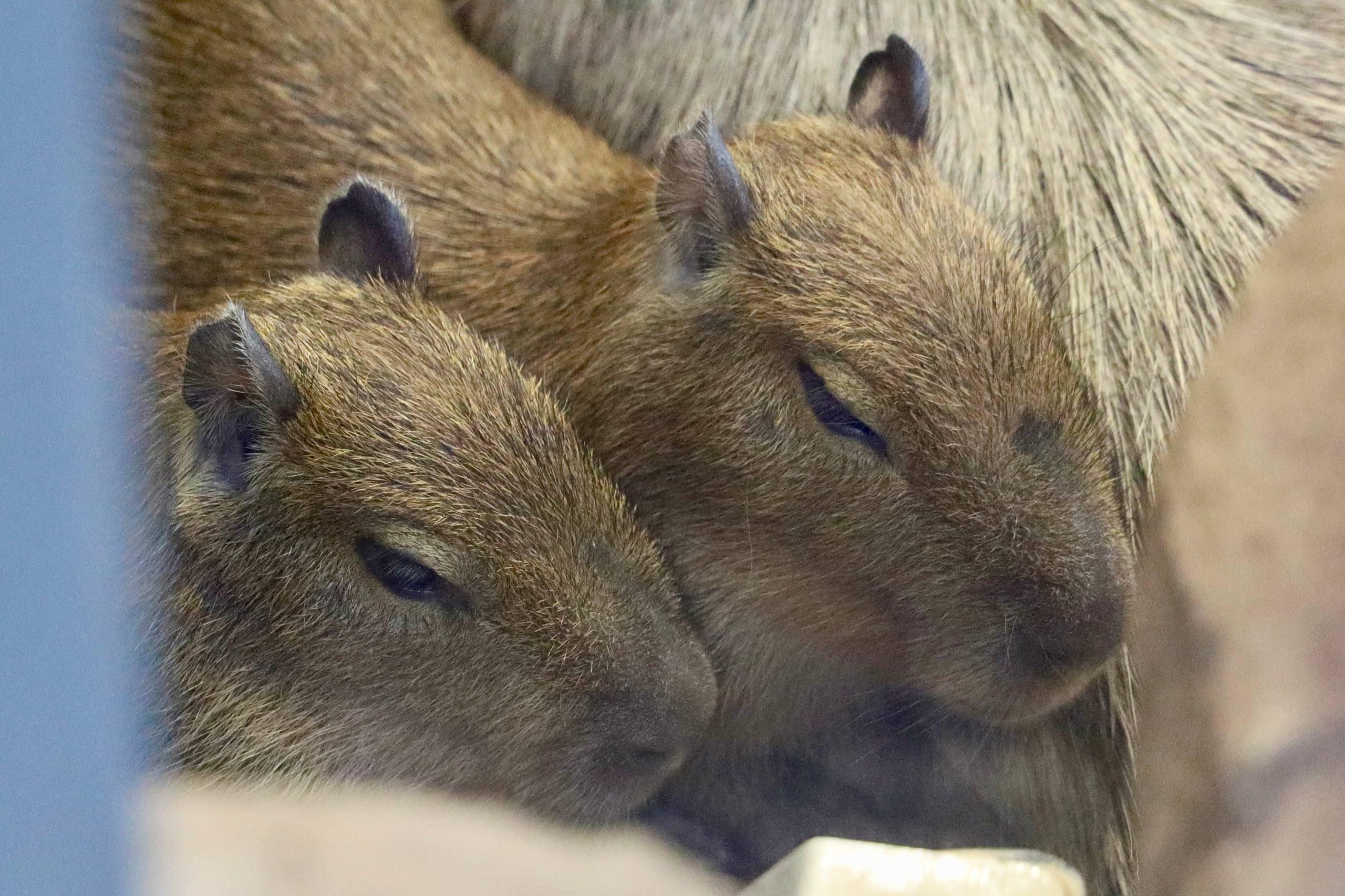 Капибар, родившихся осенью 2025 года в Московском зоопарке, назвали Симкой и Вертой