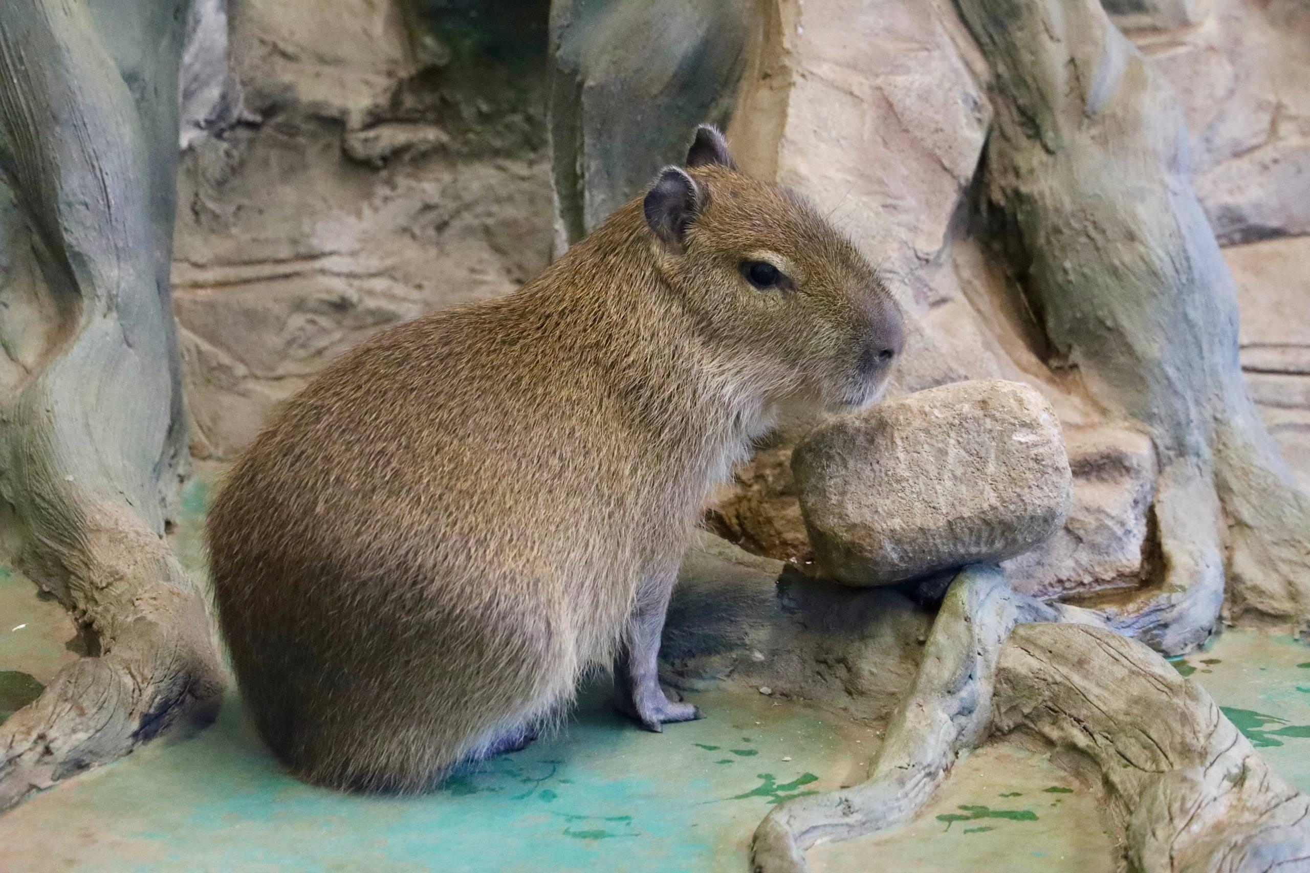 Капибар, родившихся осенью 2025 года в Московском зоопарке, назвали Симкой и Вертой Капибар, родившихся осенью 2025 года в Московском зоопарке, назвали Симкой и Вертой