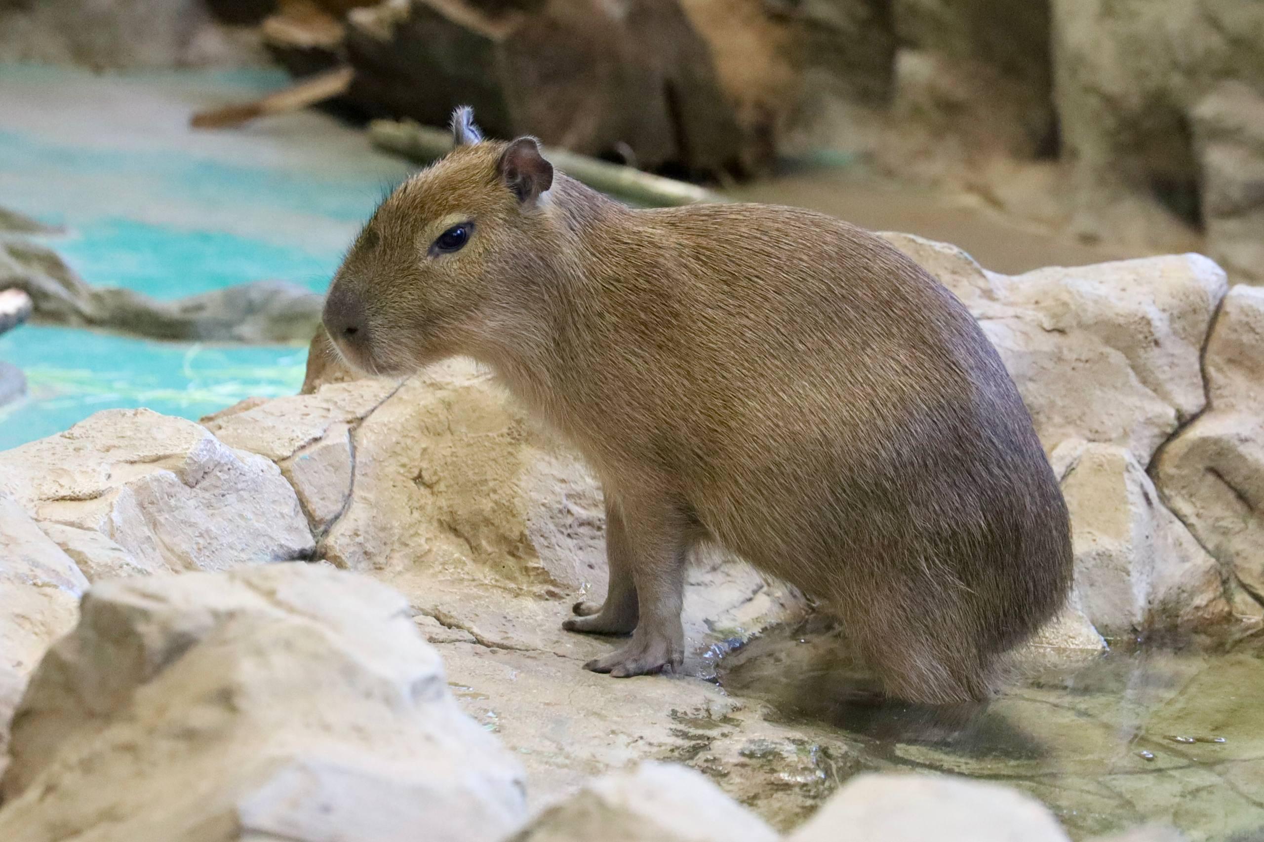 Капибар, родившихся осенью 2025 года в Московском зоопарке, назвали Симкой и Вертой Капибар, родившихся осенью 2025 года в Московском зоопарке, назвали Симкой и Вертой