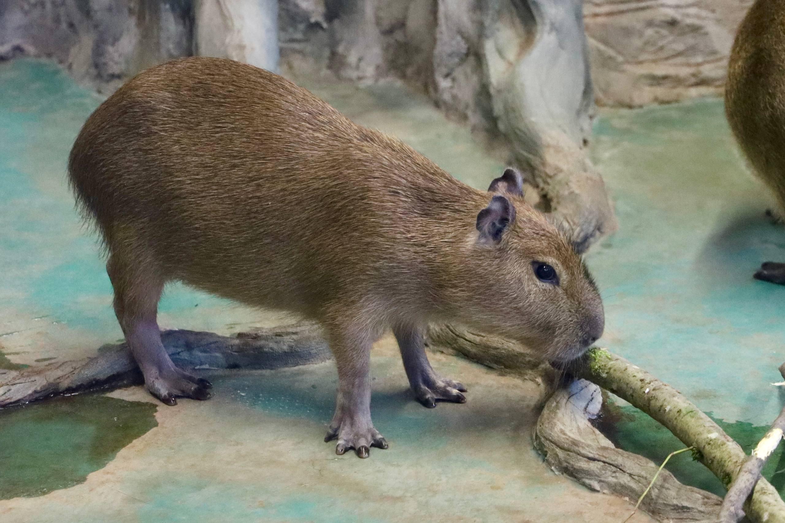 Капибар, родившихся осенью 2025 года в Московском зоопарке, назвали Симкой и Вертой Капибар, родившихся осенью 2025 года в Московском зоопарке, назвали Симкой и Вертой