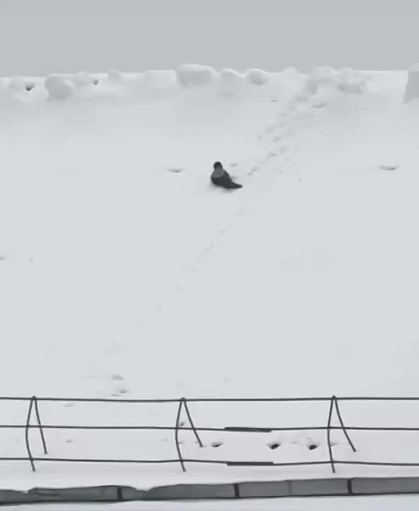 Снег в столице рады видеть все, даже птицы!