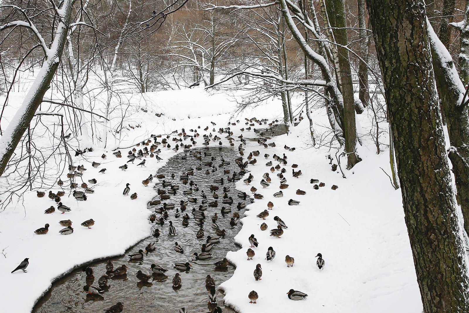 Долгие новогодние выходные — возможность разнообразить свой отдых прогулками на свежем воздухе Долгие новогодние выходные — возможность разнообразить свой отдых прогулками на свежем воздухе