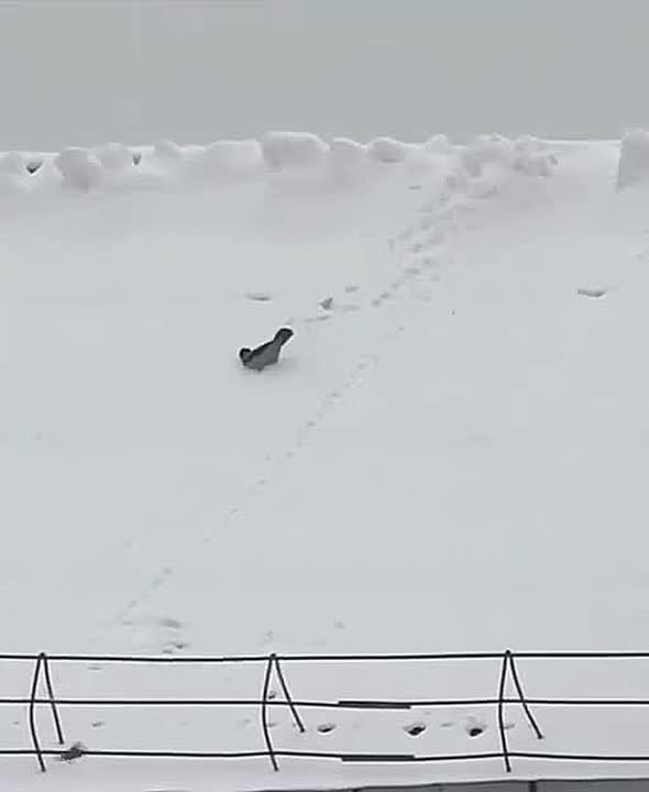 АТМОСФЕРА: на Москву идут «скандинавские» морозы