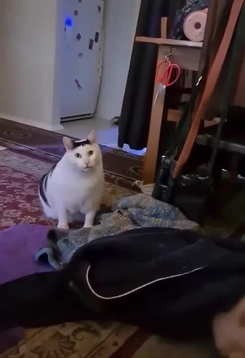 ����������, ���� ����� ������� �������