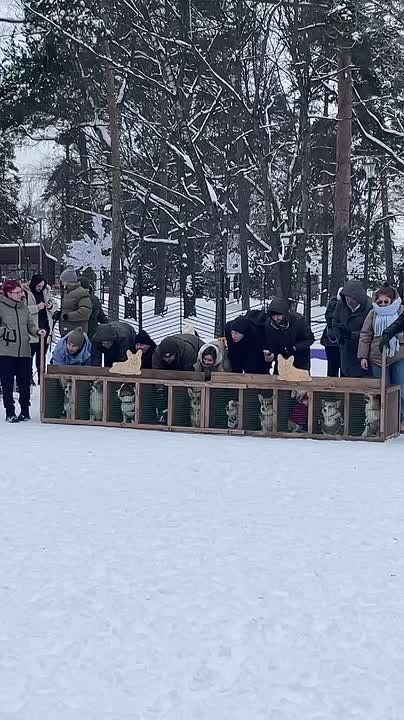 Вам точно надо посмотреть: забег милейших корги в Котловке