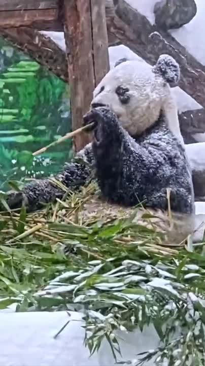 Панде Жуи снег не страшен — у него дела поважнее: например, съесть побольше бамбука!