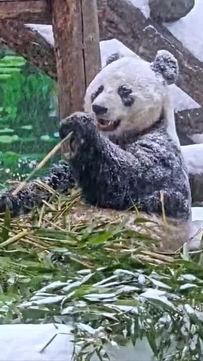 ���������: ���� ����� �� ������