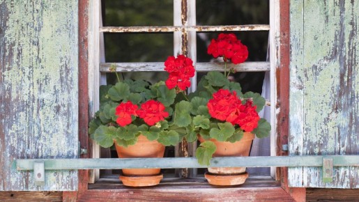 Засыпьте в горшок с геранью этот продукт: натуральное удобрение для бешеного цветения