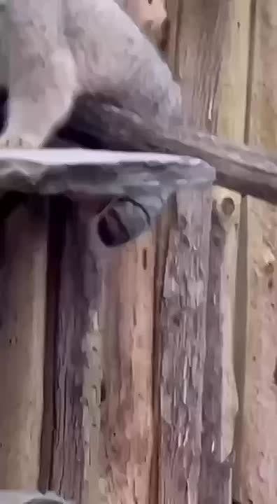 ���� ��� "���������" ��������? ����� � ��� ������?�