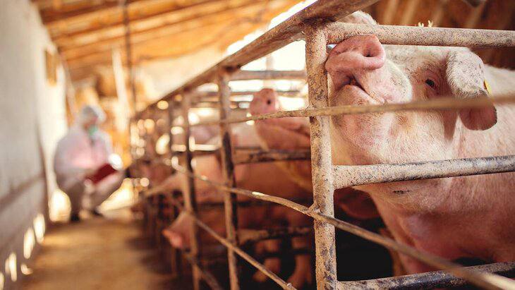 Свинья-спасительница: прорыв в борьбе за жизнь россиян