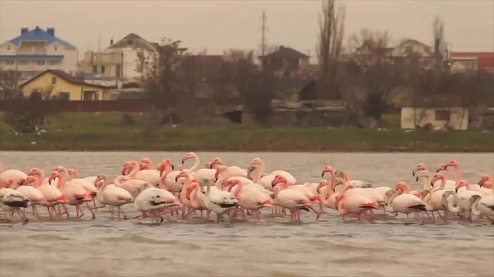 Розовые фламинго прилетели на озеро в Крыму в городе Феодосия, а мы встречаем рабочий вторник с дайджестом новостей