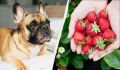Клубника для четвероногих: что нужно знать владельцам собак