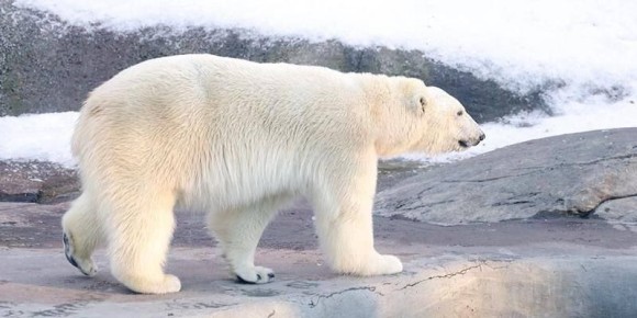 �������� ������-���������� ���������� ��������� ���� ������ � ����� ��������