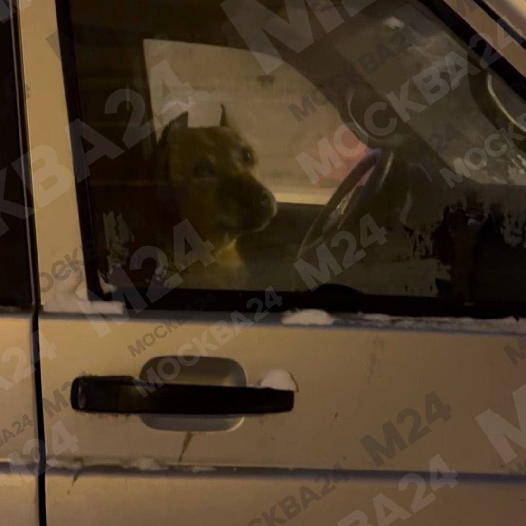 Пёсель с грустными глазами несколько дней ждёт хозяина в запертой машине