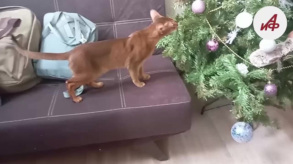 �������� �������, ����������!