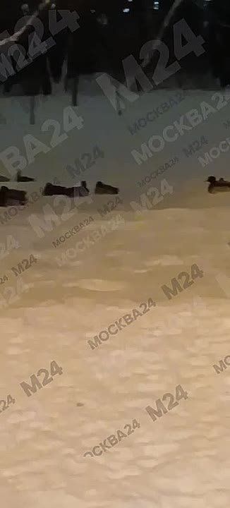 �������� ���� �������: ���� ��������� �� ����������� �����