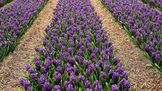 ������� ��������� �������� ������� ��������