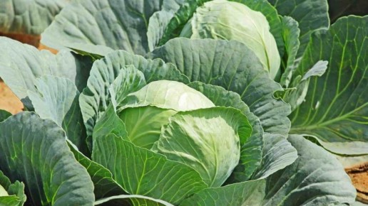 �������� ������ �������: ������� ��������� ������