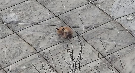 �������� ������ ��� �������� �� ���