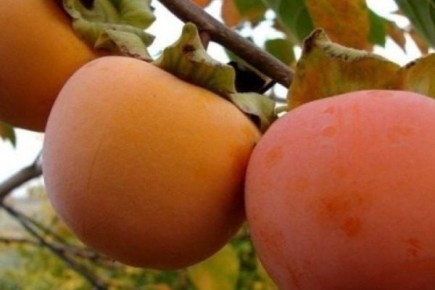 ���� ����� ��������� ��������: ��� ��������� ������� ������� �� ����� �������