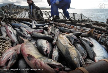 Суд в Москве рассмотрит иск Генпрокуратуры об обращении в доход государства рыболовецкого холдинга, в который входят ООО «Компания «Андромеда»», «Рыболовецкий колхоз «Заря»» и АО «Мурмансельдь 2»
