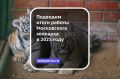Новые вольеры и новые обитатели — подводим итоги работы Московского зоопарка в 2025 году