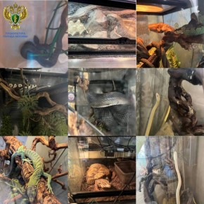 Ядовитая змея укусила девочку в Москве