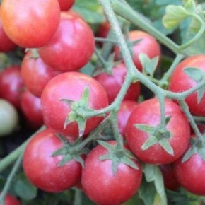 ����� �������� �����: ��������� ����� ��� ����� ������� � �����������